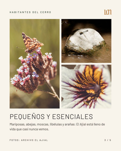 BICHOS EN LA MONTAÑA CON CRISTOBAL SPRATZ 19:30 hrs