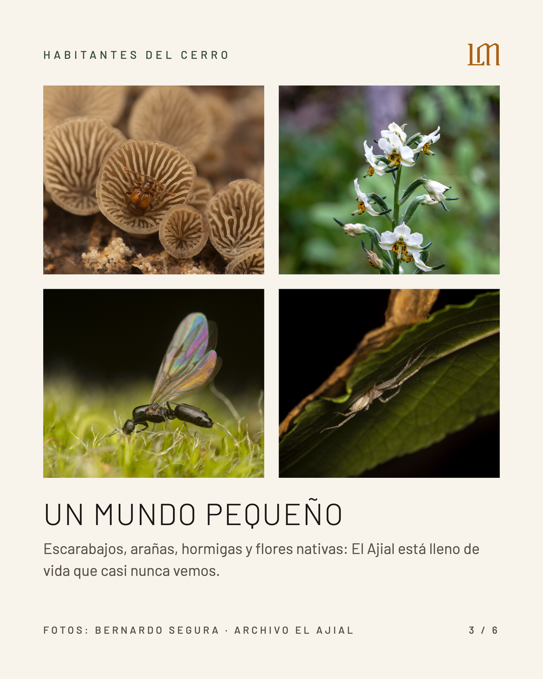 BICHOS EN LA MONTAÑA CON CRISTOBAL SPRATZ